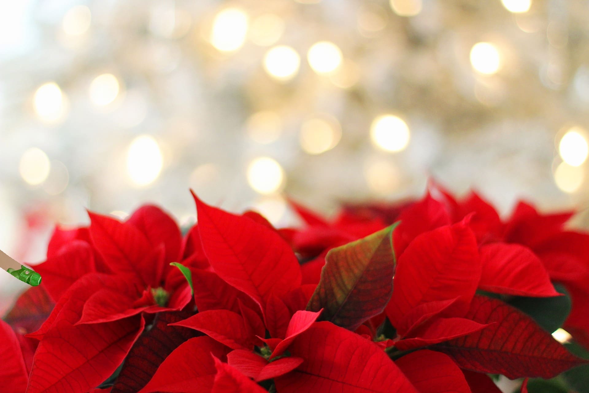 festive period